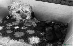 Border Terrier dogs for sale: Border Terriers  - Image 3
