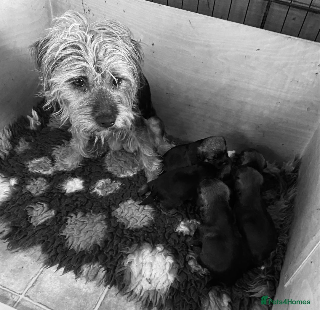 Border Terrier dogs for sale: Border Terriers  - Image 3