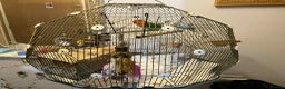 Lovebirds birds for sale: Beautiful Pair of Opaline fischer Lovebirds - Advert 6