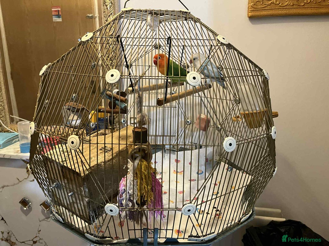 Lovebirds birds for sale: Beautiful Pair of Opaline fischer Lovebirds - Image 6
