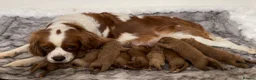 Cavapoo dogs for sale: 🐾 Exquisite F1 Cavapoo puppies available 🐾 in Mansfield - Advert 1