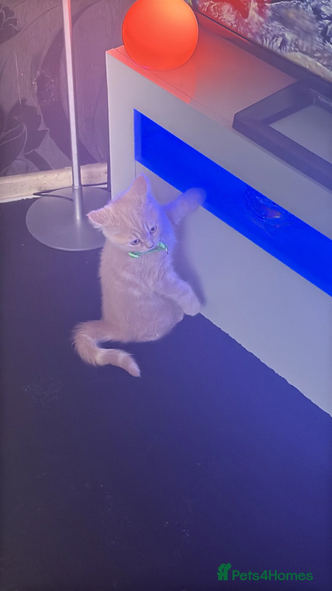 British Shorthair cats for sale: Male British shorthair  - Advert 2