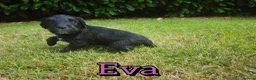 Mixed Breed dogs for sale: Loving Parsons Russell Cross Puppies  - Advert 15