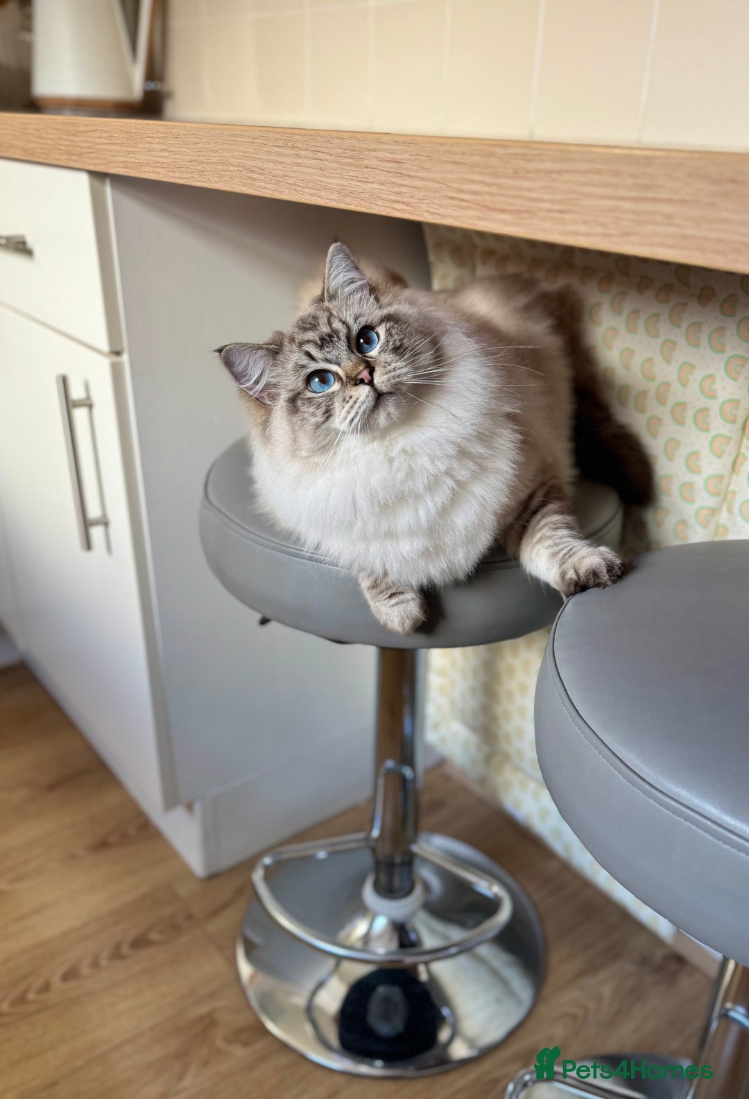 Ragdoll cats for sale: Champion blood dilute blue tabby ragdoll kitten - Image 22