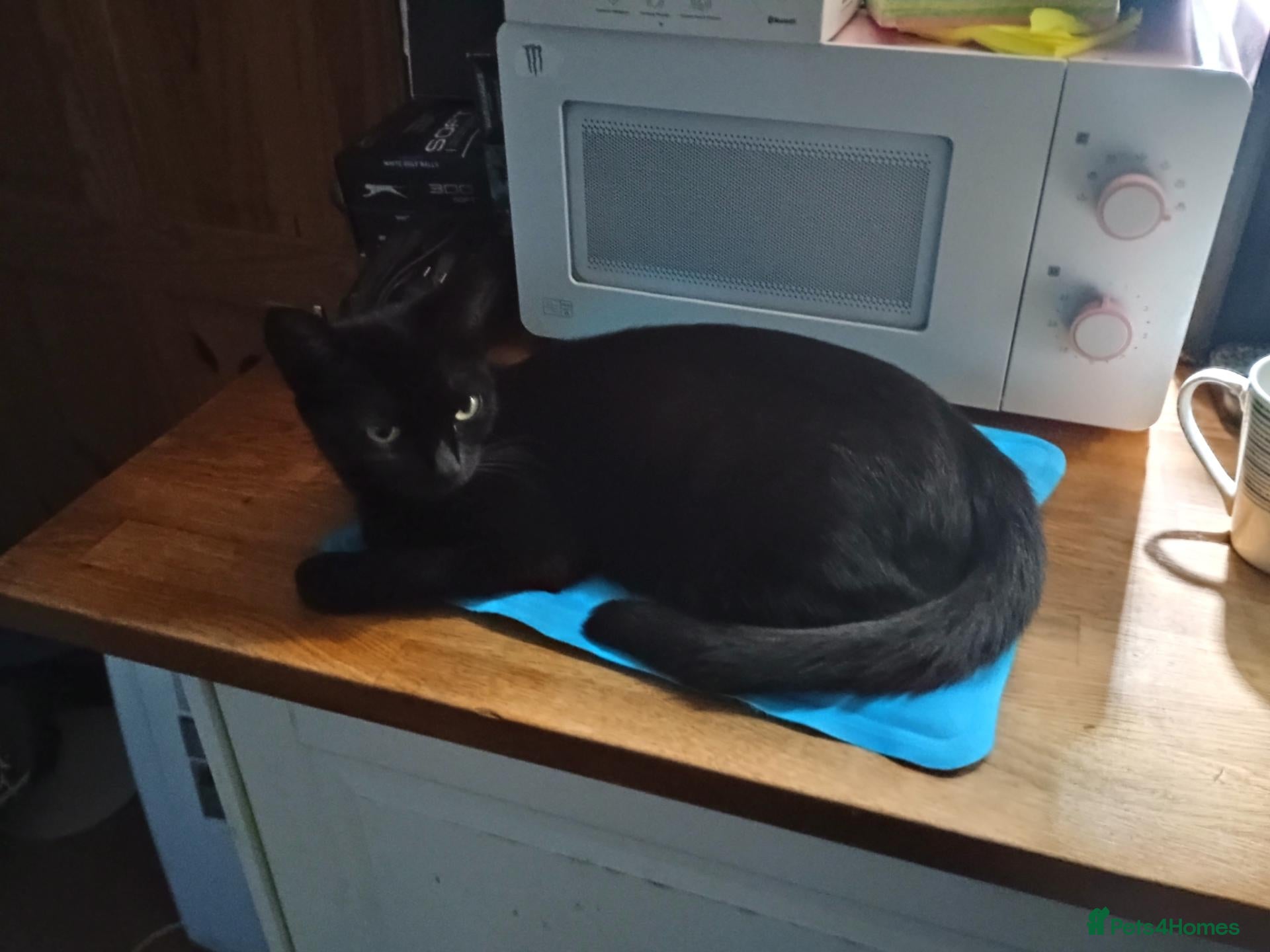 Mixed Breed cats 4 Kittens (2 Boys 2 Girls) for Sale - Advert 5
