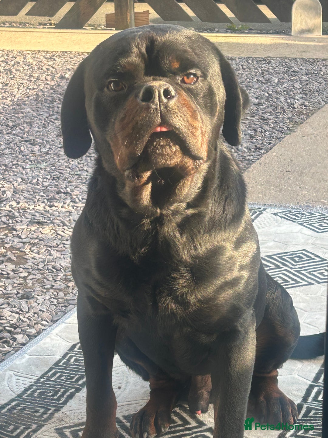 Rottweiler dogs for stud: KC registered STUD ONLY - Advert 4