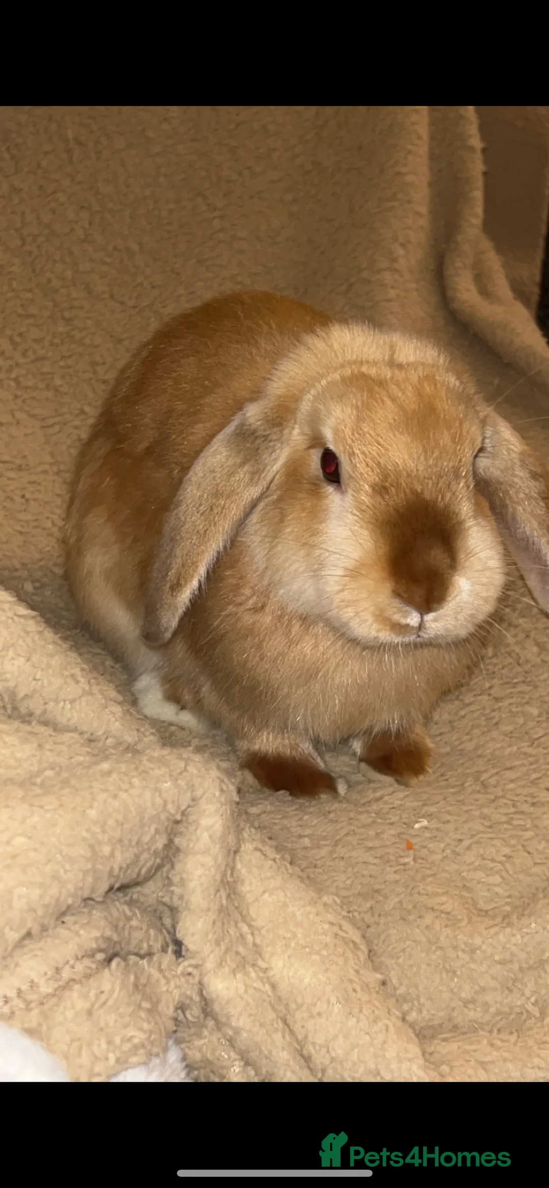 Mini Lop rabbits for sale: Peter in Kirkcaldy - Advert 3