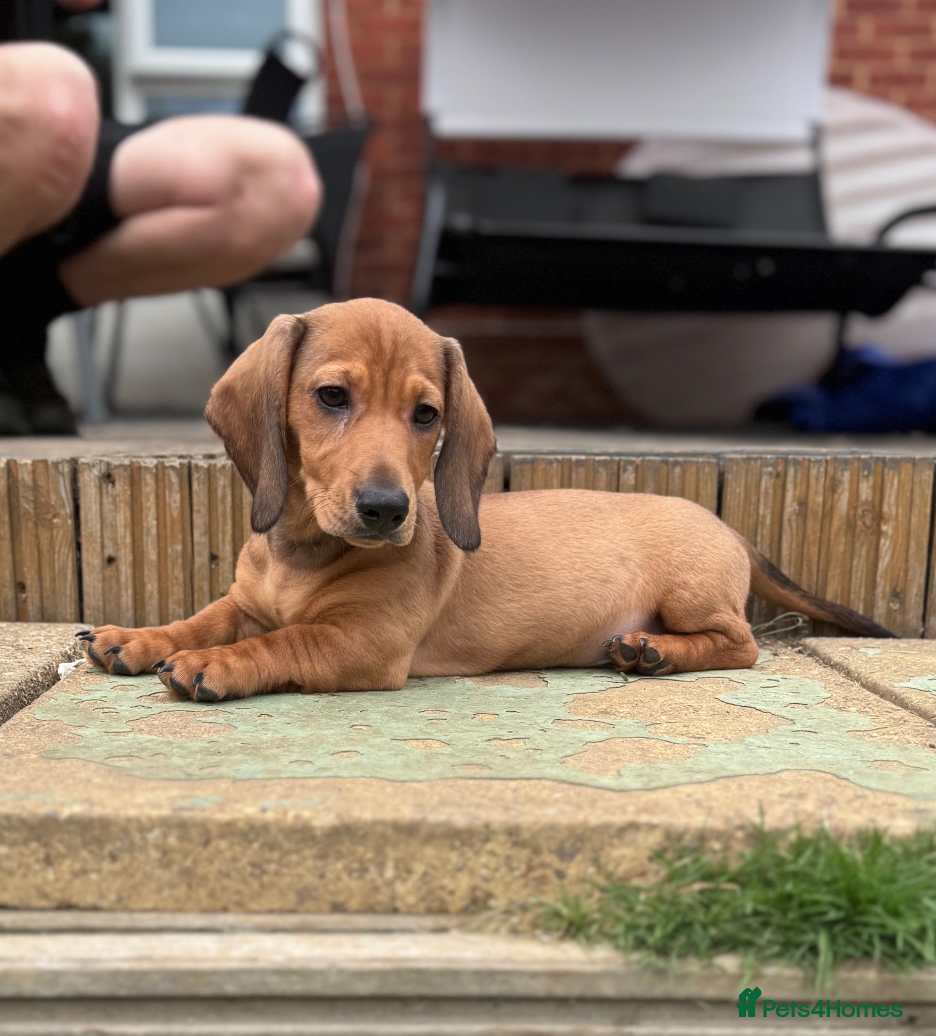 Miniature Dachshund dogs Adorable mini smoothe dachshund puppies - Advert 10