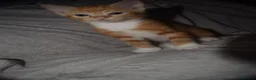 Mixed Breed cats for sale: Beautiful kittens for sale - Advert 6
