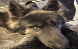 German Shepherd dogs for stud: Blue kc gsd stud  in Oldham - Image 2