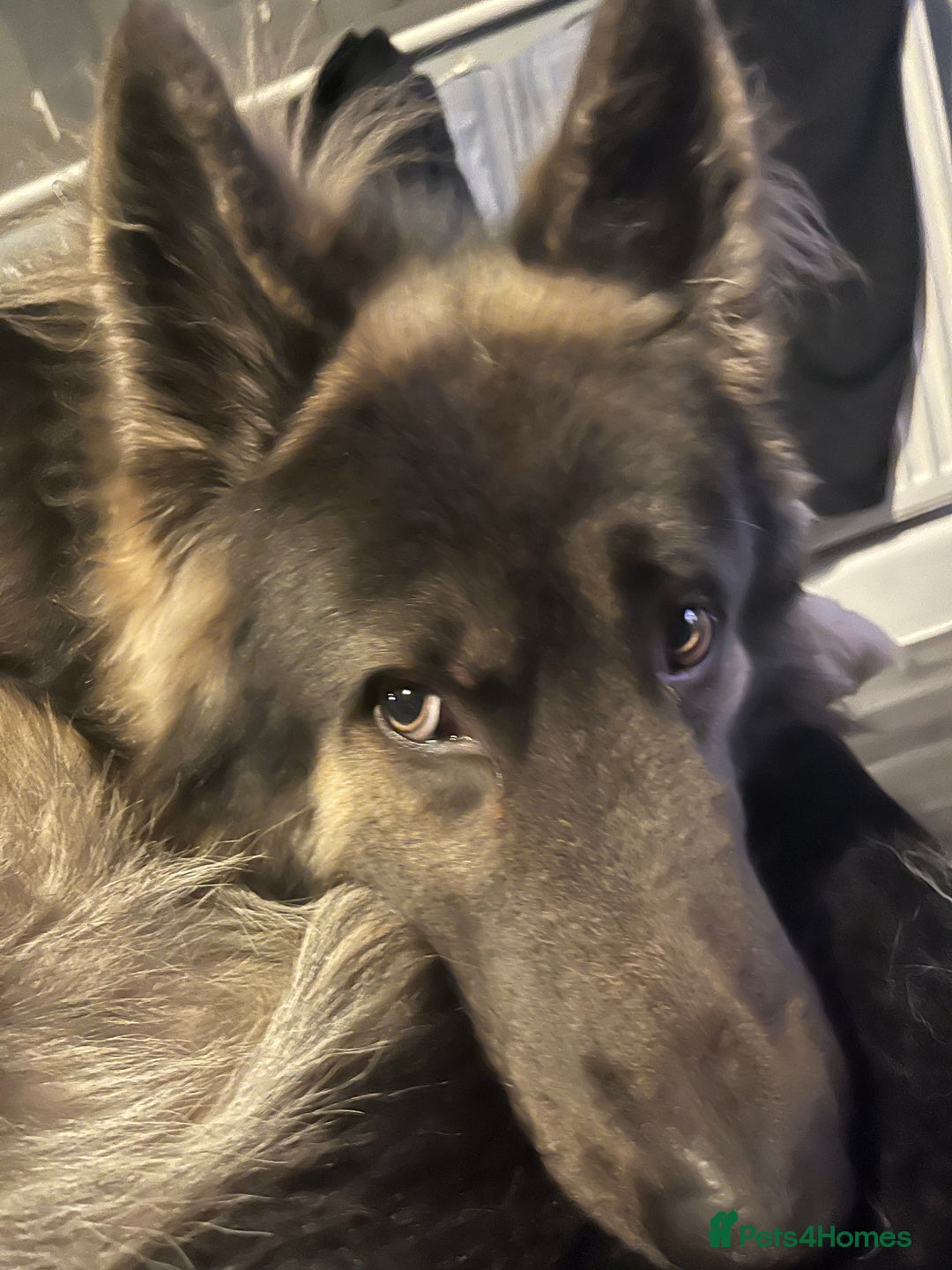 German Shepherd dogs for stud: Blue kc gsd stud  in Oldham - Image 2