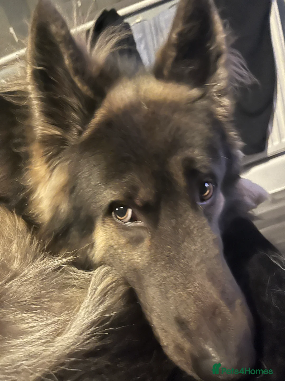 German Shepherd dogs for stud: Blue kc gsd stud  in Oldham - Advert 2