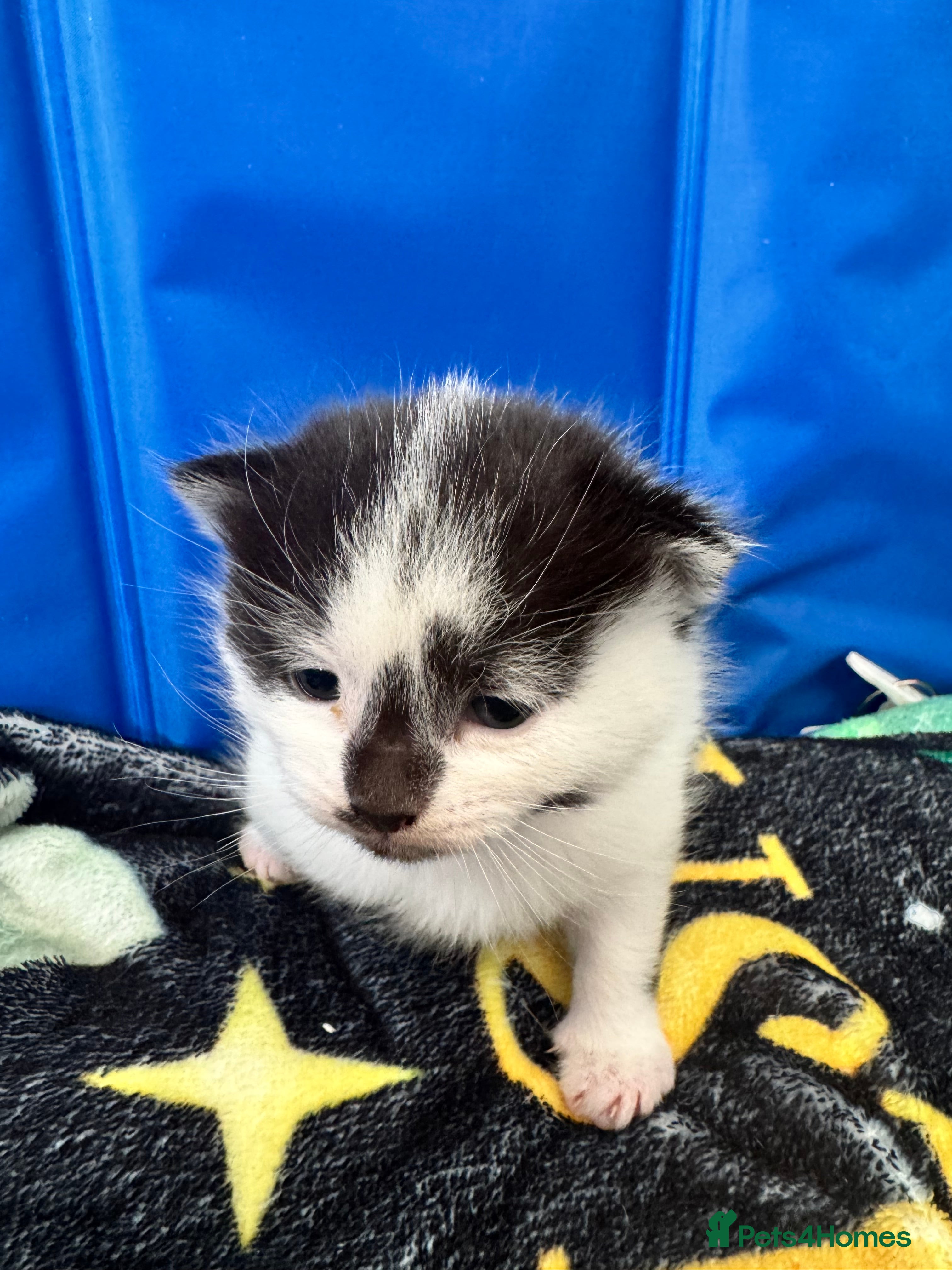 Siamese cats Siamese stunners  - Advert 2