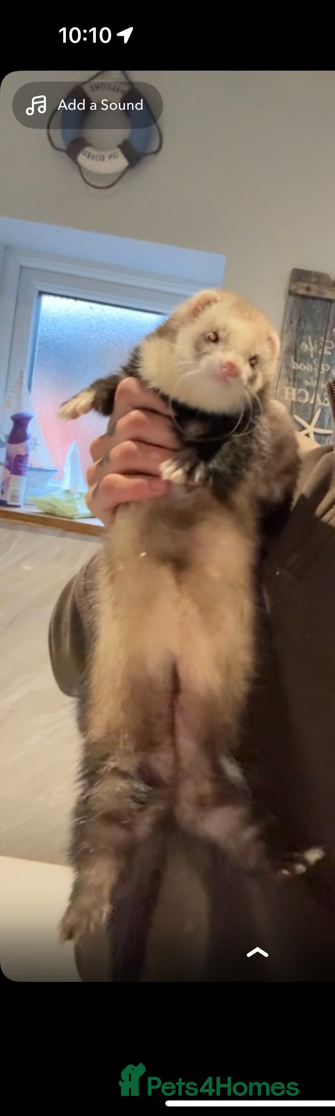 Ferret rodents for sale: Two female ferrets  - Advert 4