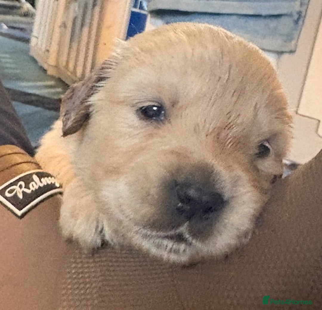 Golden Retriever dogs for sale: Gorgeous KC Registered Goldies. 5 Star Reg.Breeder - Advert 29