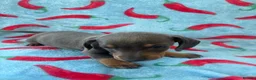 Dachshund dogs for sale: dash hound pups - Advert 6