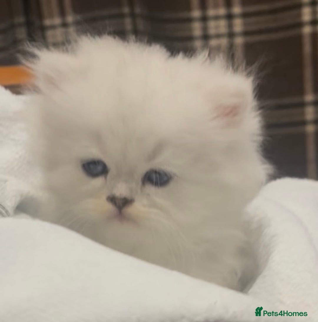 Persian cats for sale: persian chinchilla kittens  - Image 12