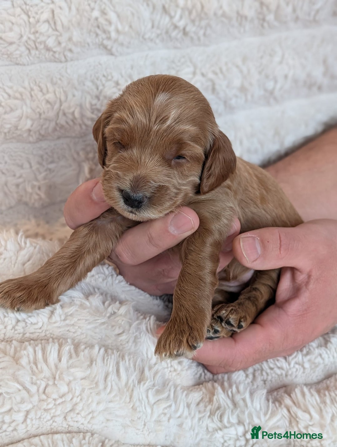 Cockapoo dogs for sale: Red Miniature Cockapoos – F1B - Advert 8