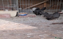 Chickens poultry for sale: Serama chicken pair - Image 2