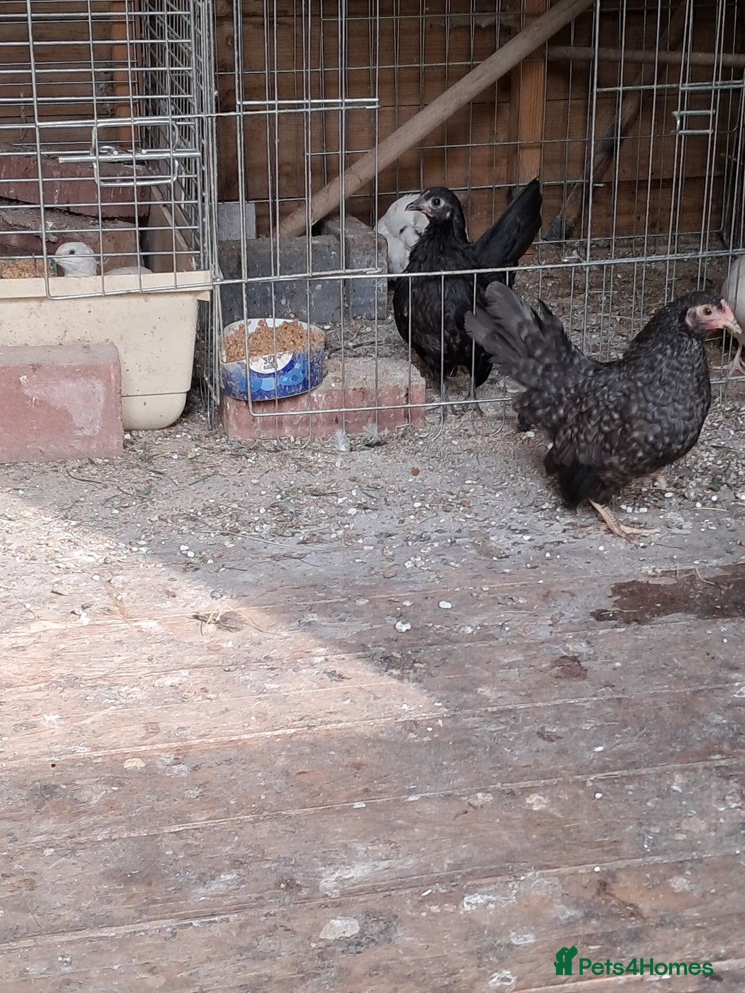 Chickens poultry for sale: Serama chicken pair - Image 2