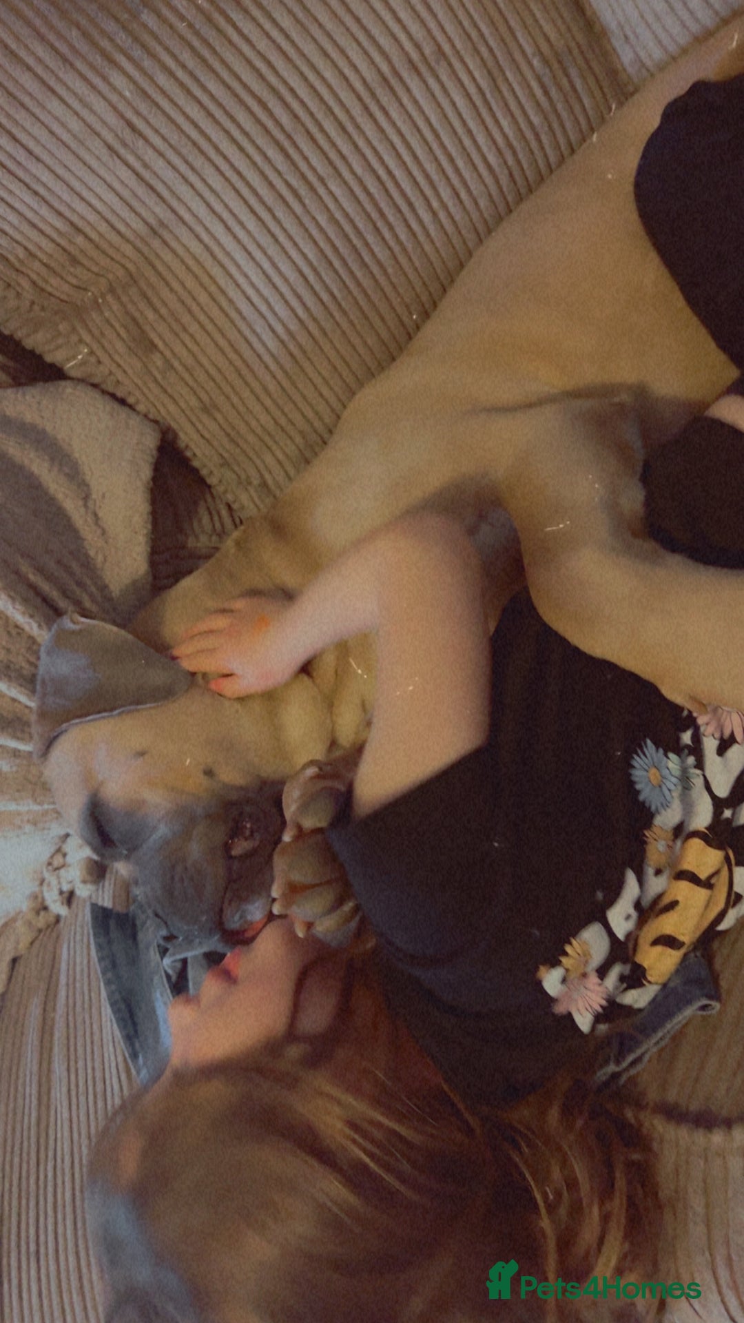 Cane Corso dogs for sale: 1 year old cane corso - Image 2