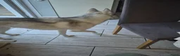 Siberian Husky dogs for sale: Husky puppy - Advert 3