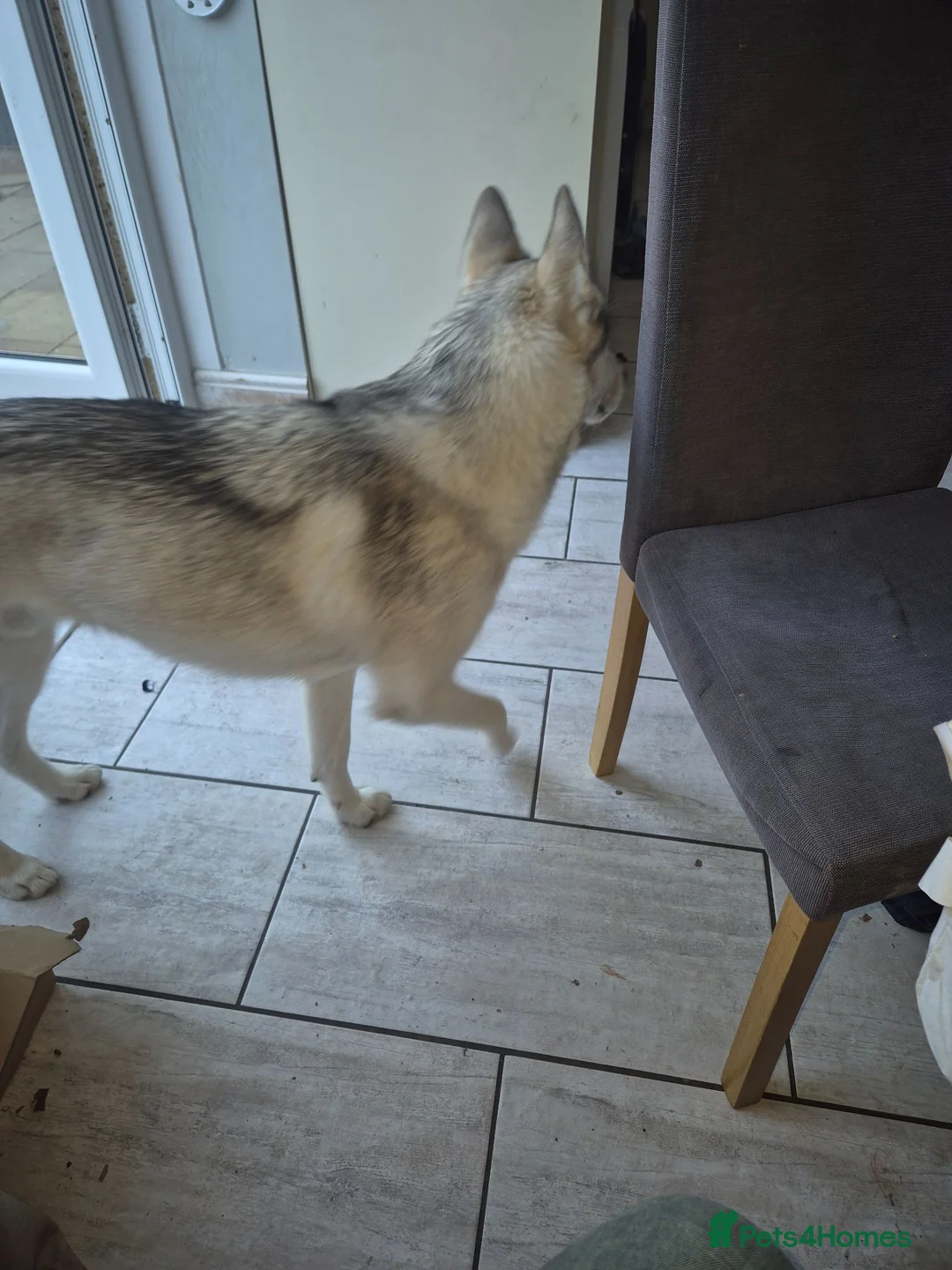 Siberian Husky dogs for sale: Husky puppy - Advert 3