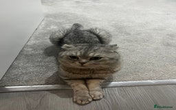 Scottish Fold cats for sale: Pablo Male Scottish Fold - Image 1