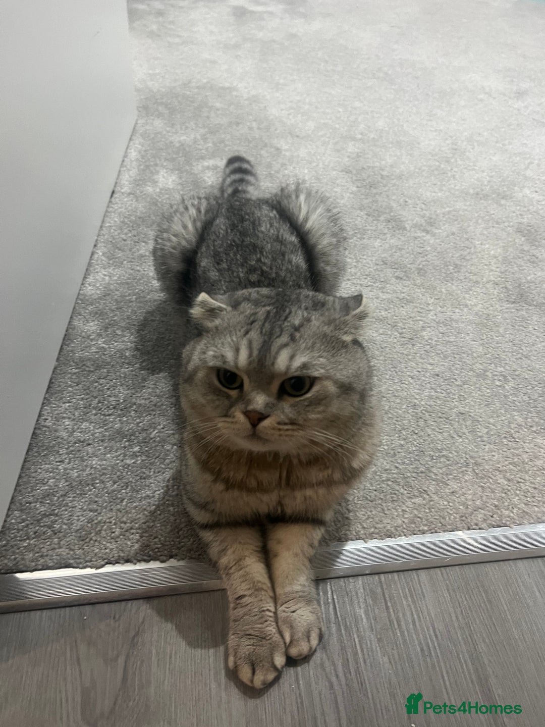 Scottish Fold cats for sale: Pablo Male Scottish Fold - Image 1