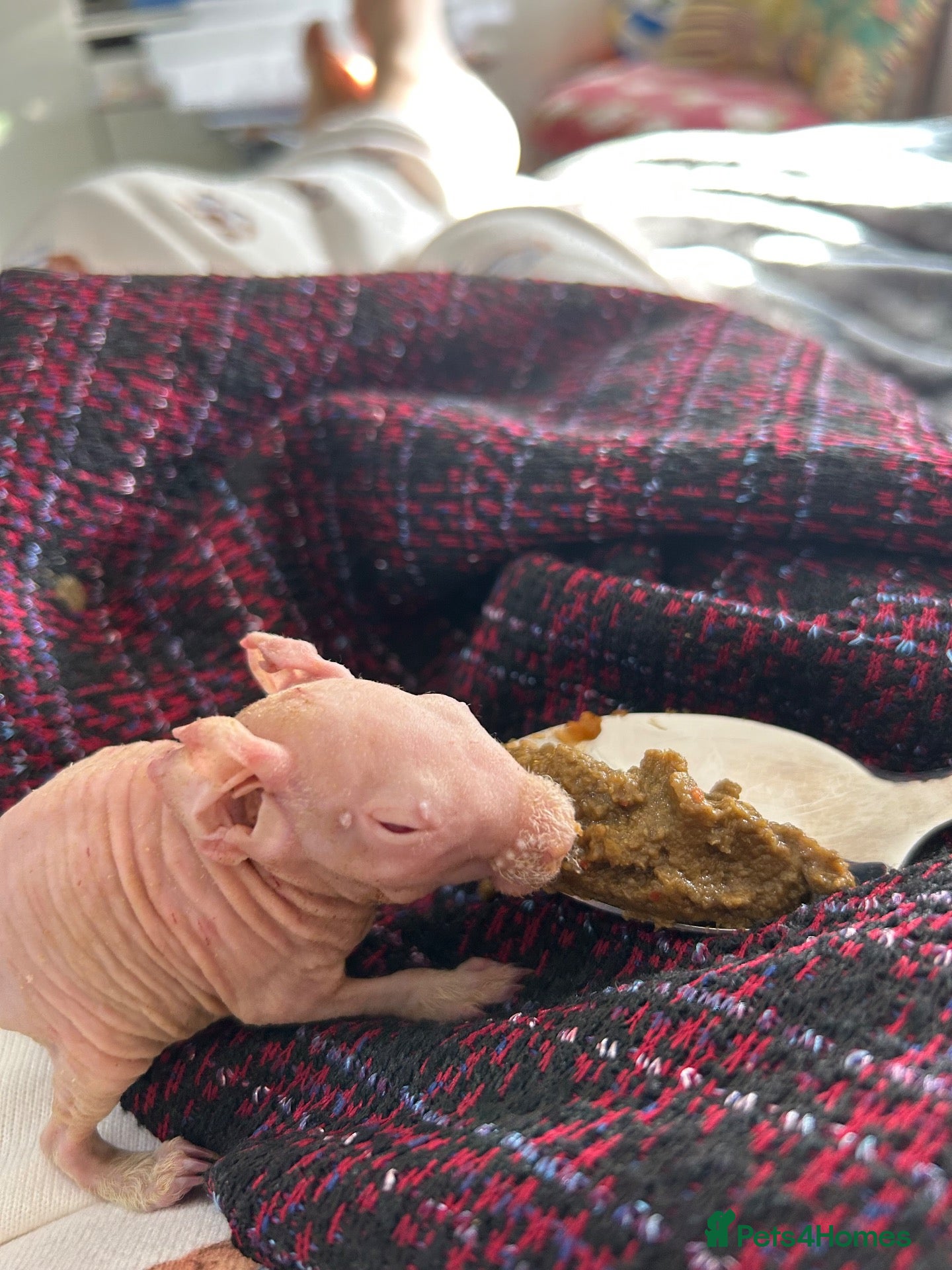 Guinea Pig rodents Male and female skinny pigs £250 per pair  - Advert 9