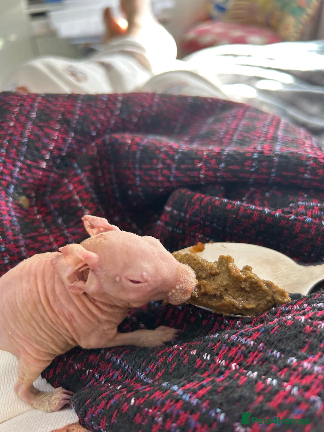 Guinea Pig rodents for sale: Male and female skinny pigs £250 per pair  in Glasgow - Advert 1