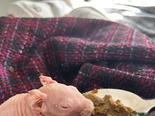 Guinea Pig rodents Male and female skinny pigs - Advert 1