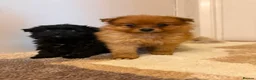 Pomeranian dogs for sale: Pomeranian puppies in Enfield - Advert 2