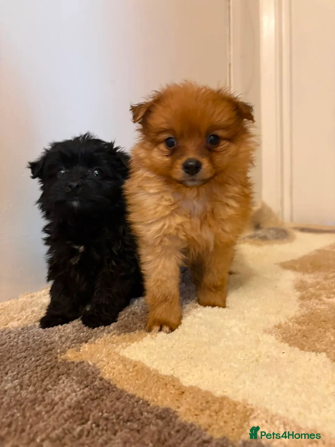 Pomeranian dogs for sale: Pomeranian puppies in Enfield - Advert 2