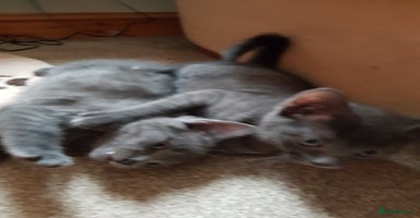 Mixed Breed cats - Advert 13