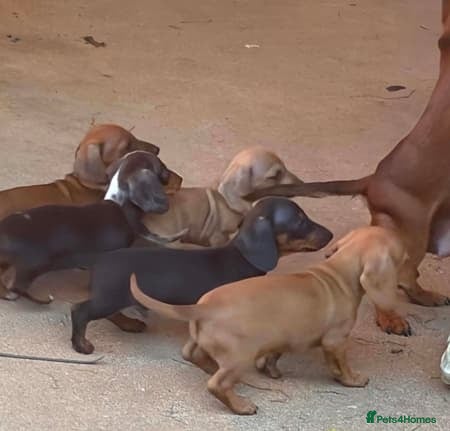 Dachshund dogs Dachshund puppies for sale - Advert 2