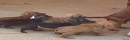 Dachshund dogs for sale: Dachshund puppies for sale in Cardiff - Advert 1