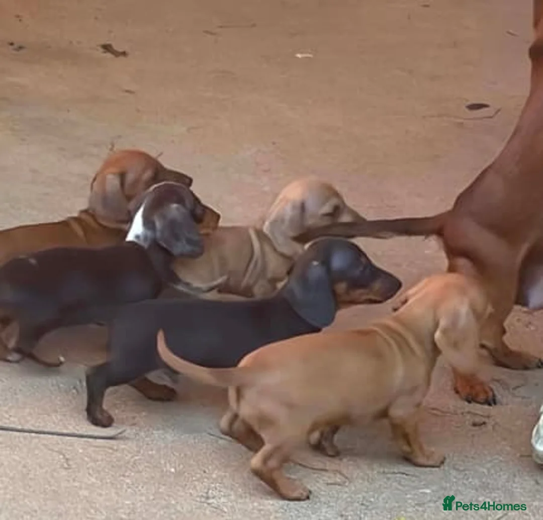 Dachshund dogs for sale: Dachshund puppies for sale in Cardiff - Advert 1