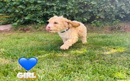 Cockapoo dogs for sale: 6 beautiful champagne and gold 🐶  - Image 7