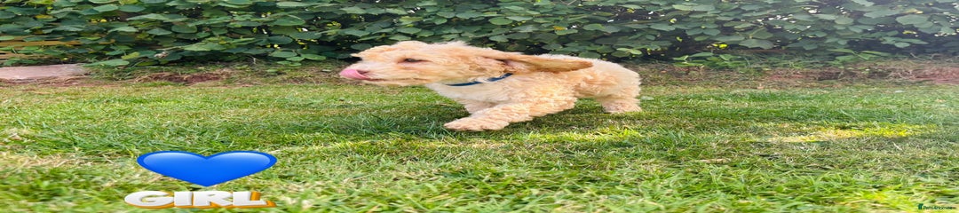 Cockapoo Puppy 1 (blue)