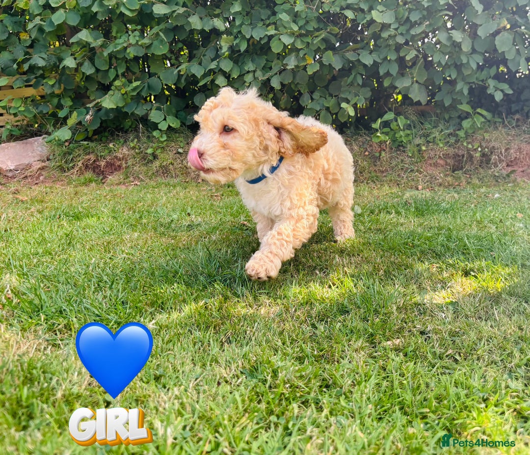 Cockapoo dogs for sale: 6 beautiful champagne and gold 🐶  - Image 7