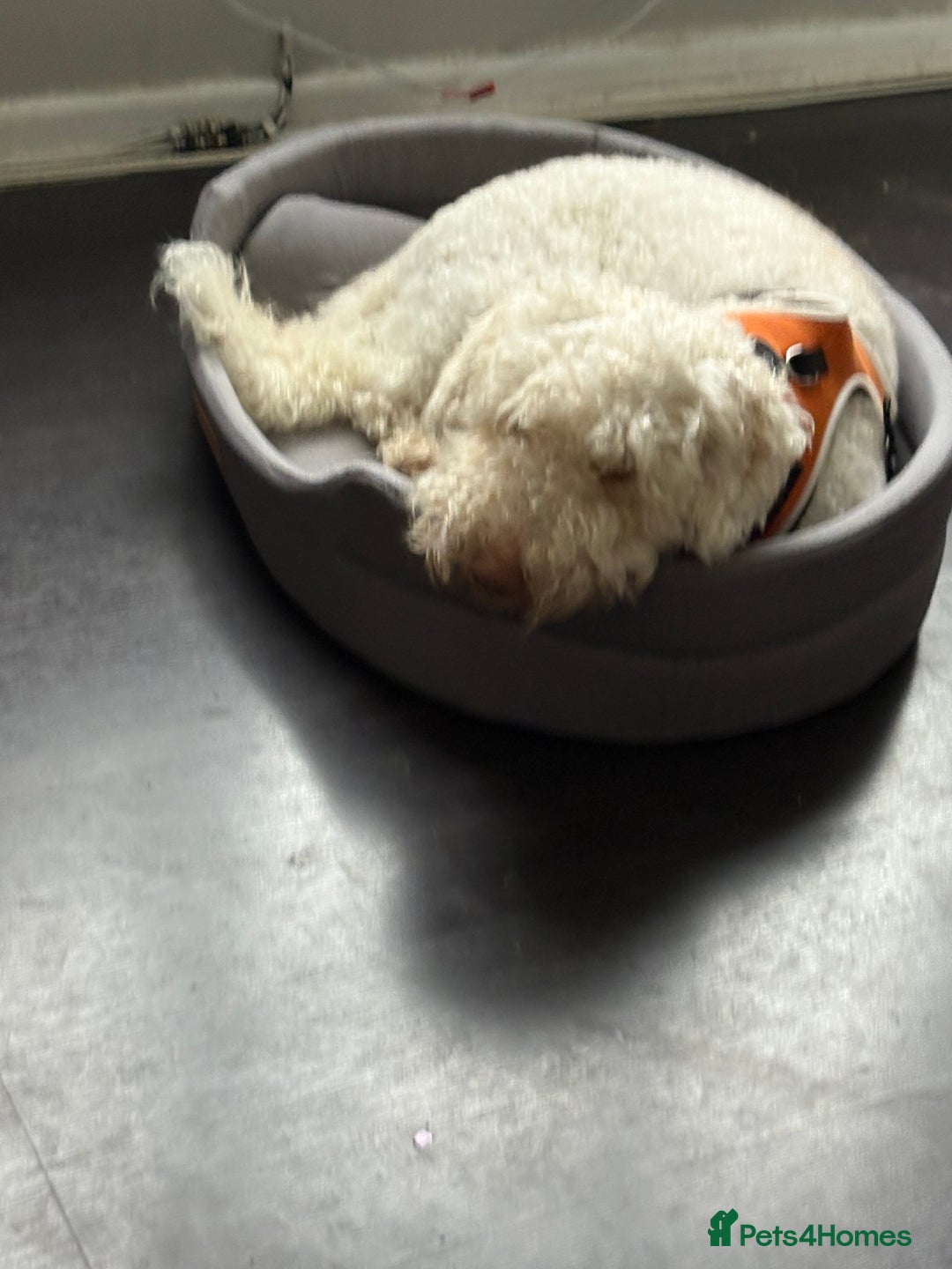 Mixed Breed dogs for sale: Poodle  - Advert 3