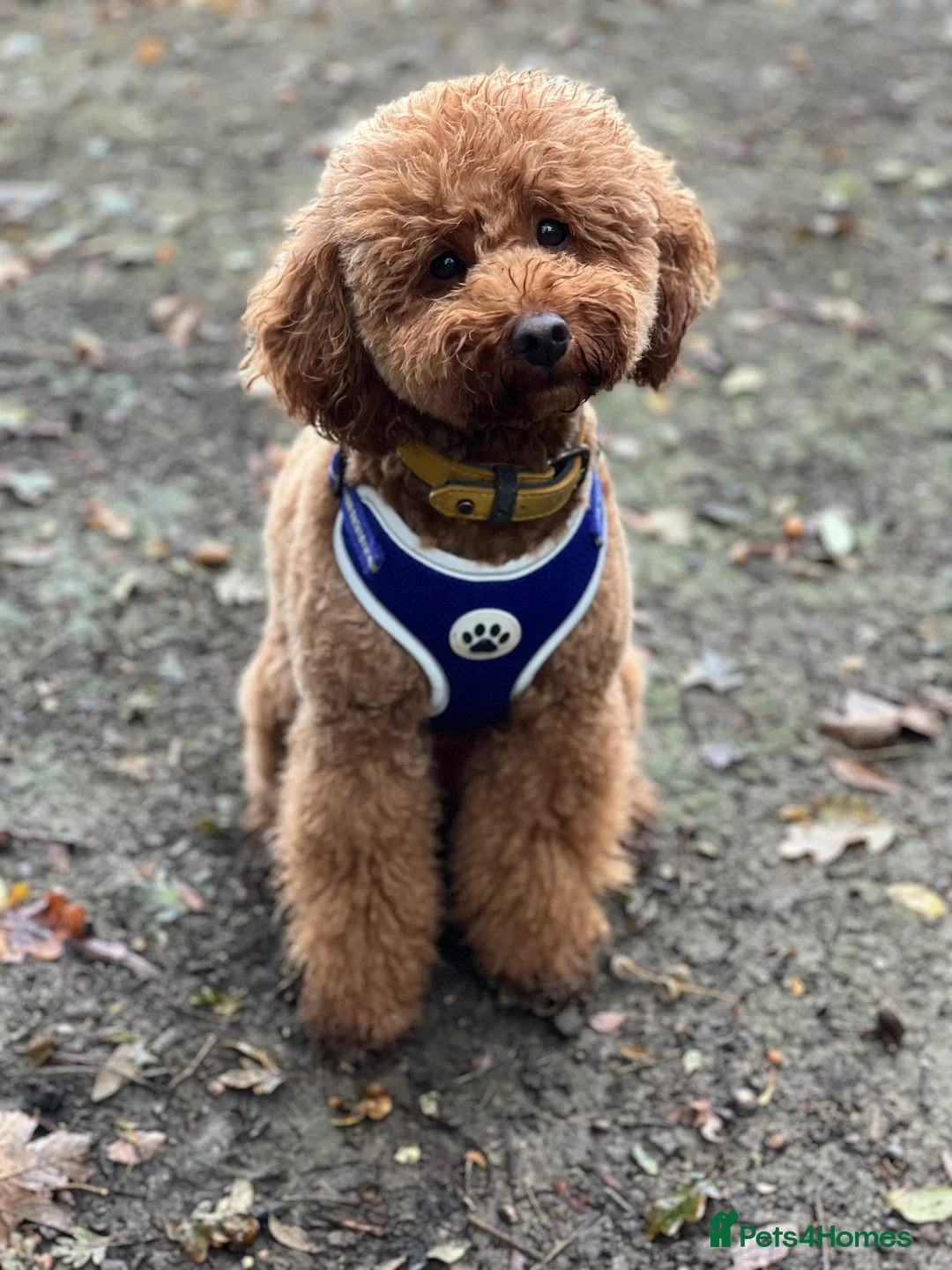 Mini Goldendoodle dogs for sale: Miniature Goldendoodles - Advert 2