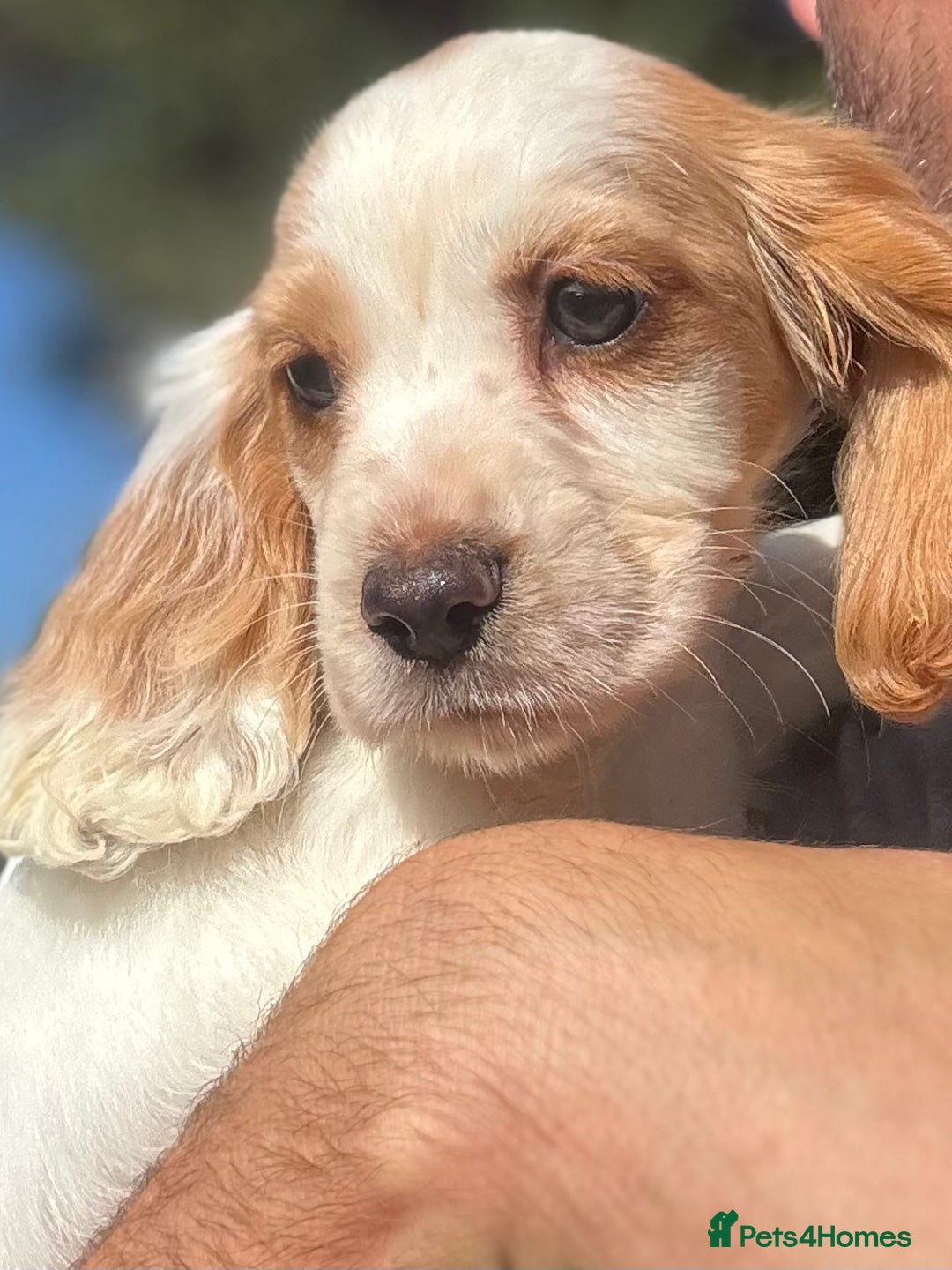 Cocker Spaniel dogs for sale: Cocker Spaniel Puppies (10 weeks - Ready to go) - Image 10