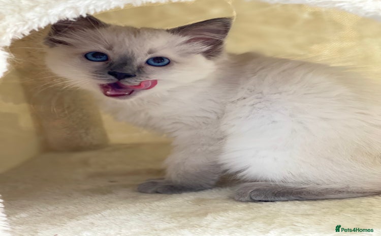Ragdoll cats - Advert 1