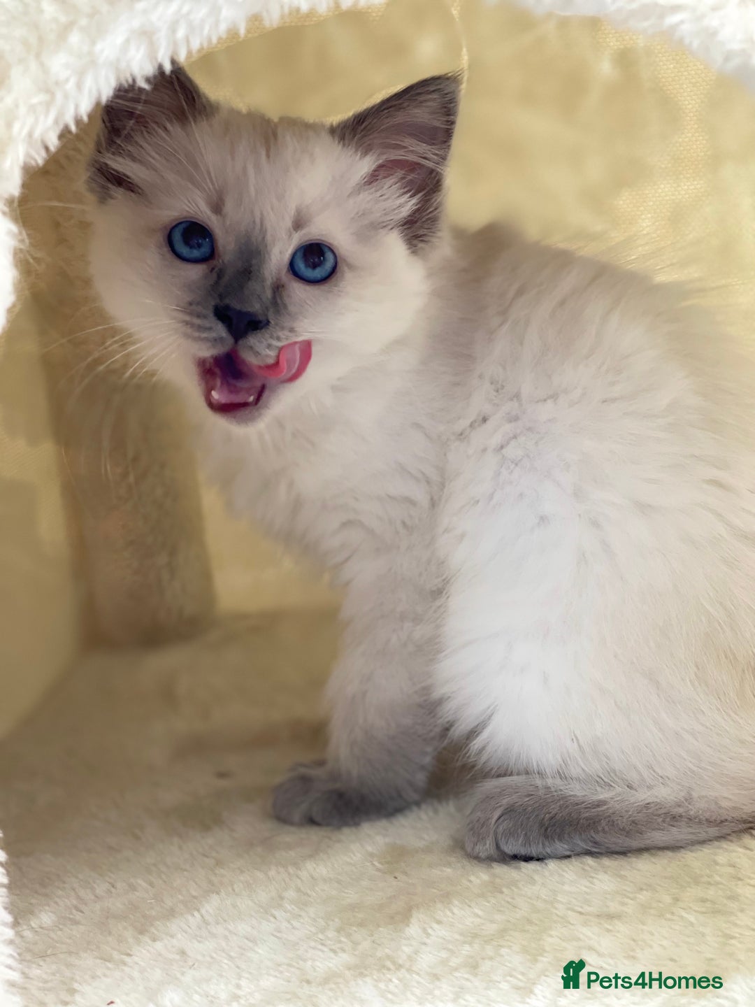 Ragdoll cats for sale: Luxury Champion Line Ragdoll Pedigree Kittens - Image 6