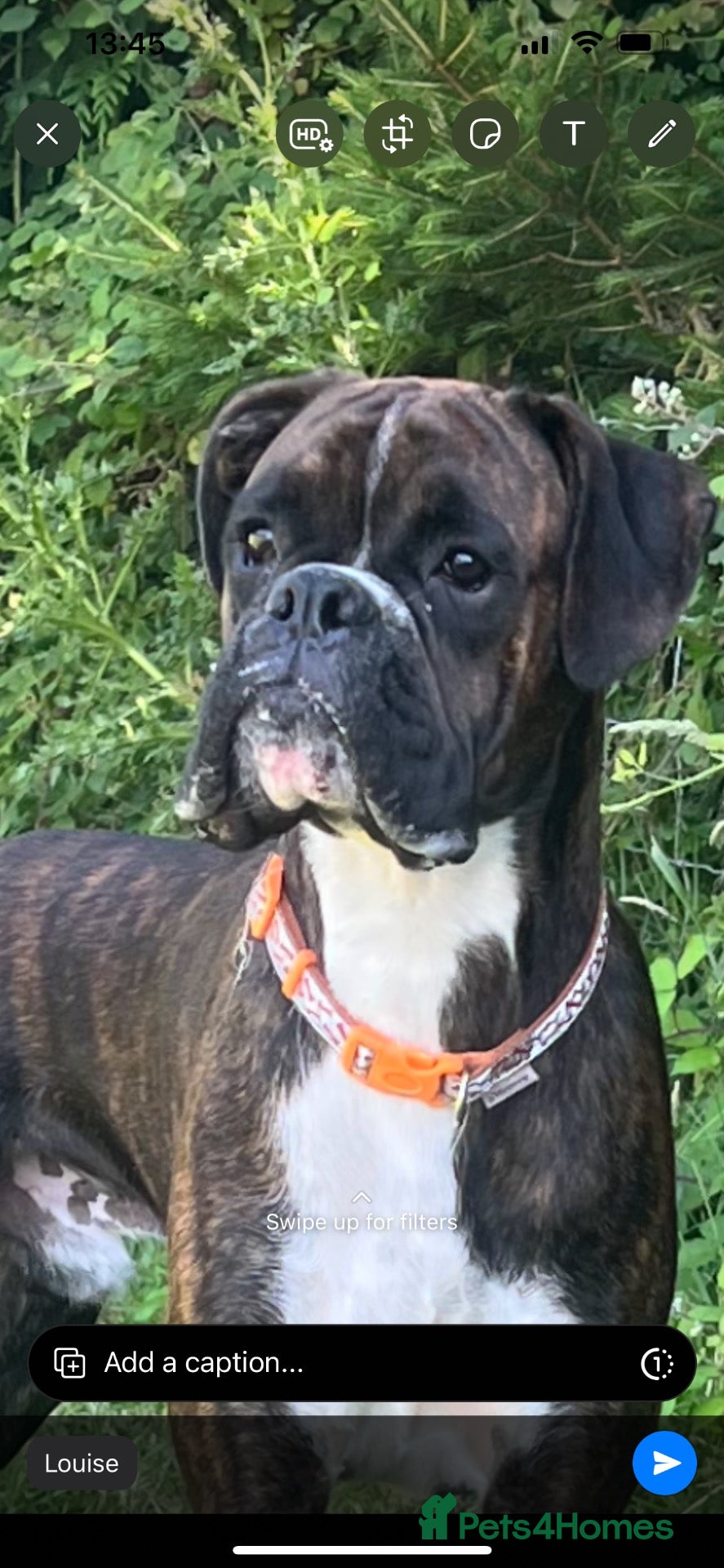 Boxer dogs Only 1 girl left - Advert 24