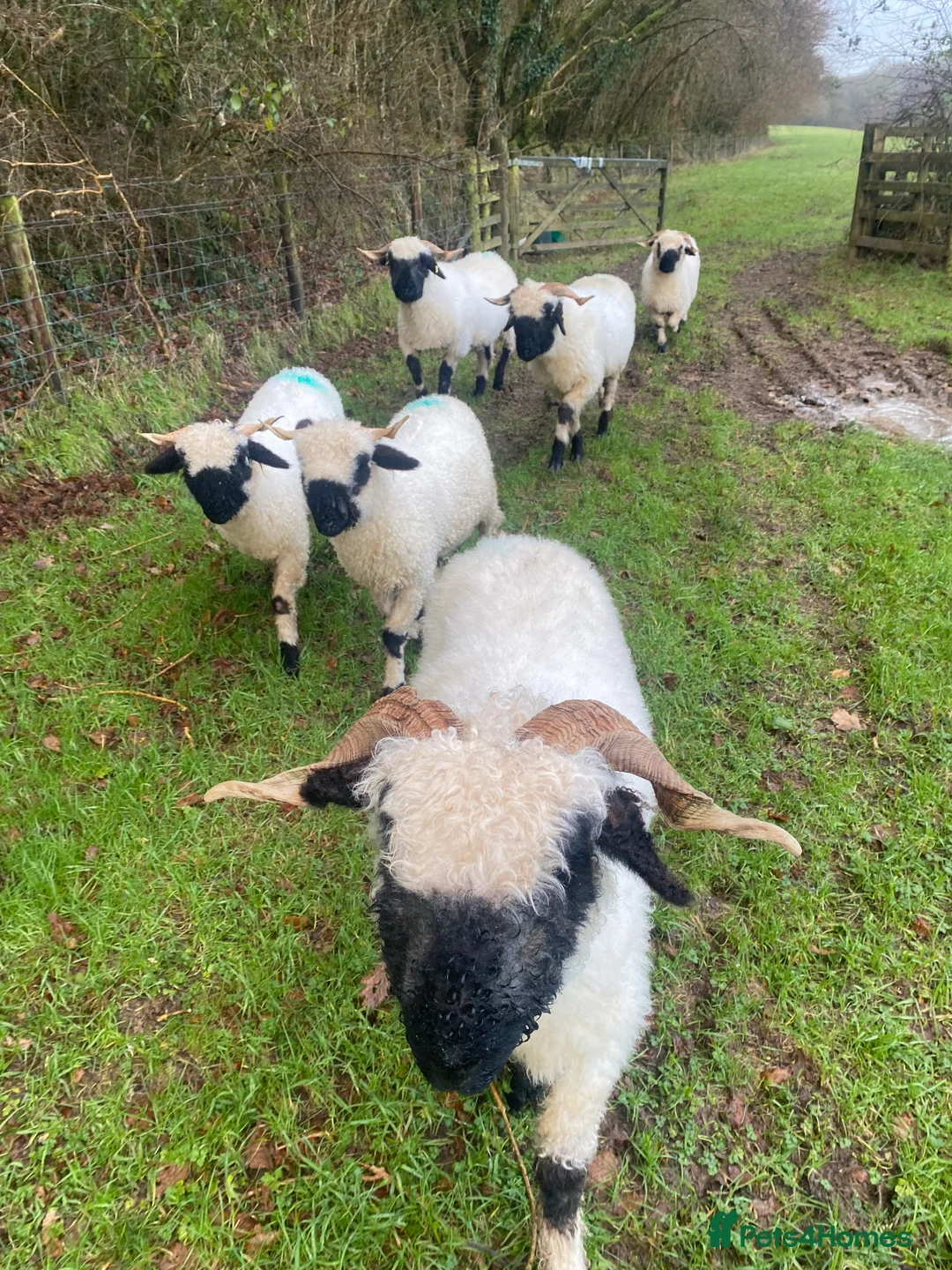 Sheep livestock for sale: Swiss Valais Blacknose Sheep - Advert 2