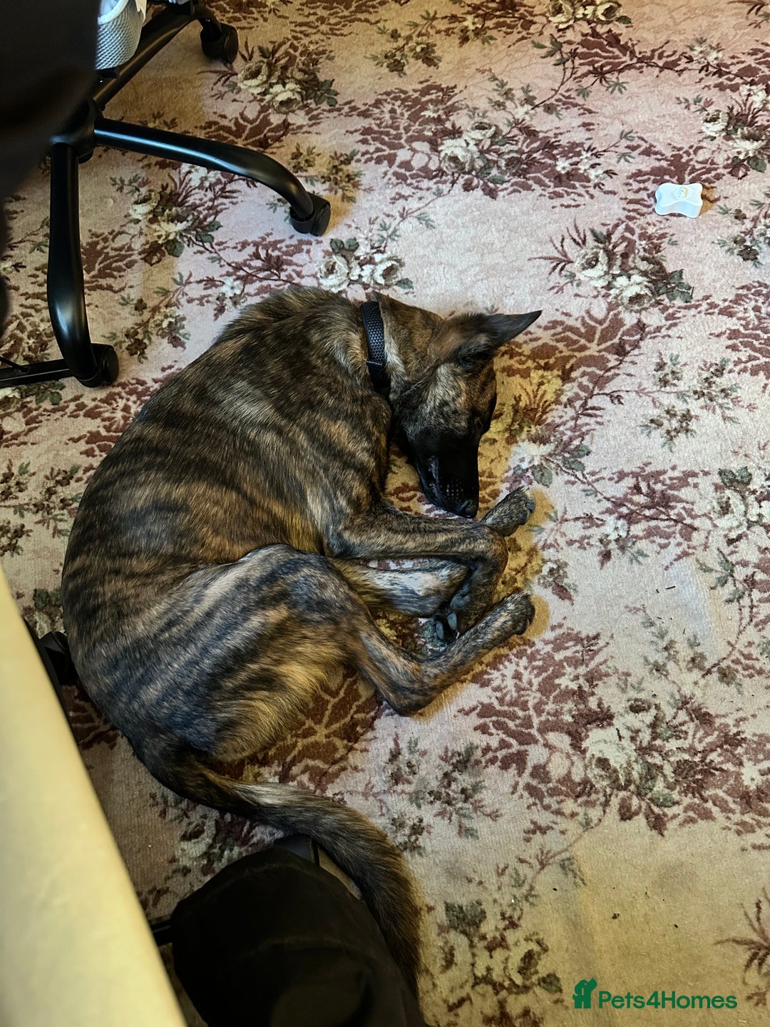 Mixed Breed dogs for sale: PENDING MEET & GREET - Lurcher X German Shepard  - Advert 7