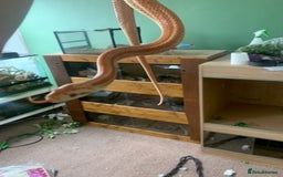 Leopard Gecko reptiles for sale: Reptiles - Image 6